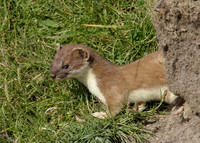 Stoat Mustela erminea