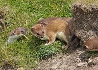 Stoat Mustela erminea