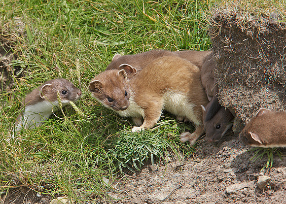 Stoat Mustela erminea