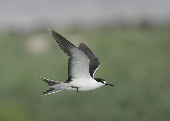 Sooty Tern Sterna fuscata