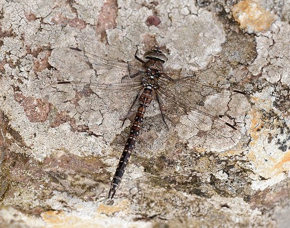 Azure Hawker Aeshna caerulea