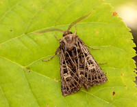 73.253 BF2178 Feathered Gothic Tholera decimalis