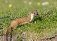 Stoat Mustela erminea