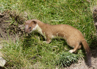 Stoat Mustela erminea