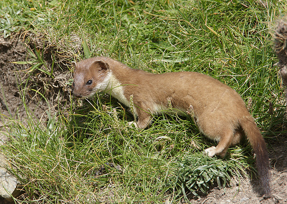 Stoat Mustela erminea