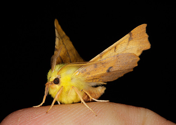 Canary-shouldered Thorn Ennomos alniaria