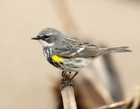 Yellow-rumped Warbler Setophaga coronata