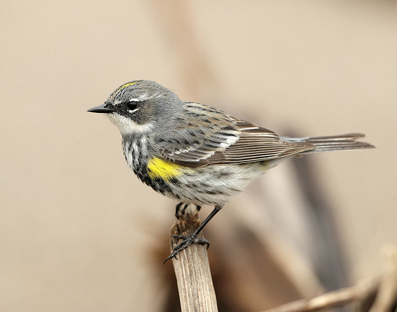 Yellow-rumped Warbler Setophaga coronata