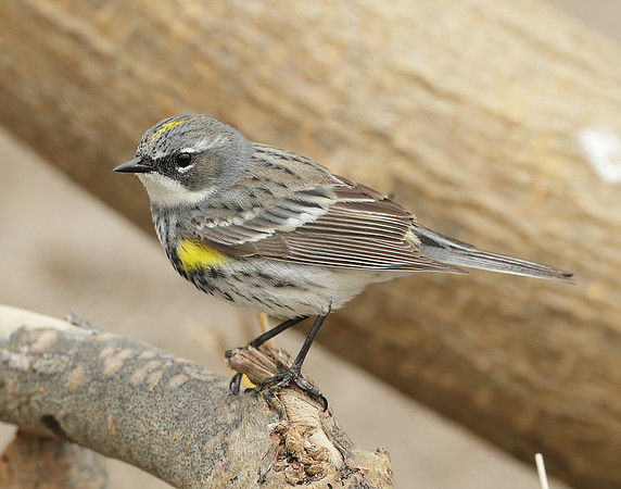 Yellow-rumped Warbler Setophaga coronata