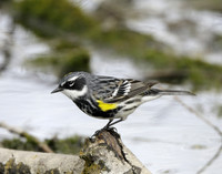 Yellow-rumped Warbler Setophaga coronata