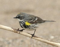 Yellow-rumped Warbler Setophaga coronata