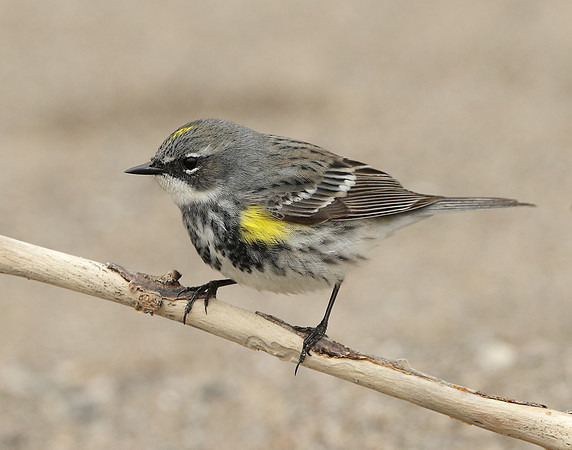 Yellow-rumped Warbler Setophaga coronata
