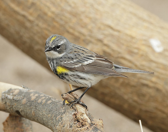 Yellow-rumped Warbler Setophaga coronata