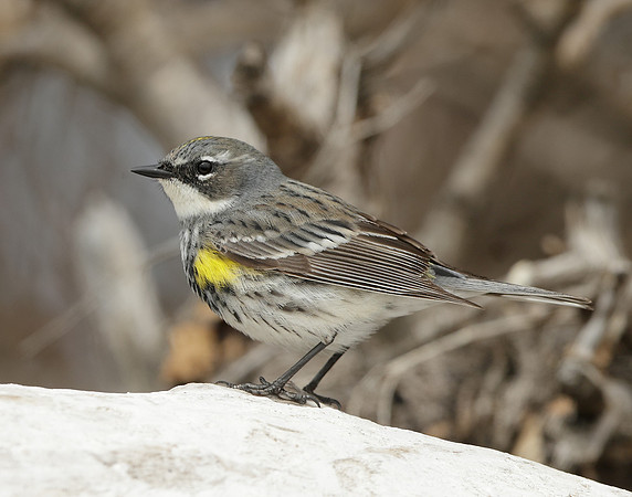 Yellow-rumped Warbler Setophaga coronata