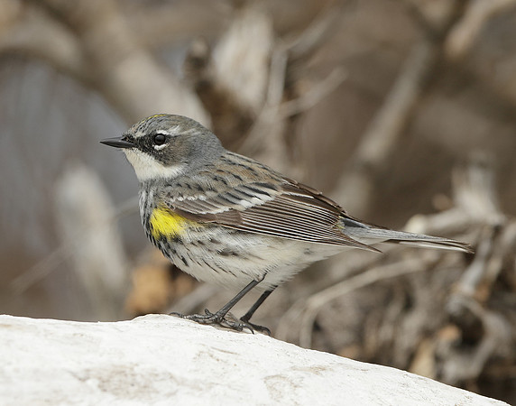 Yellow-rumped Warbler Setophaga coronata