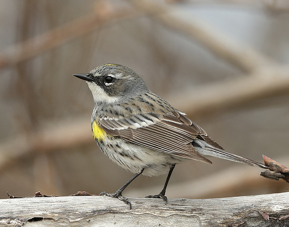 Yellow-rumped Warbler Setophaga coronata
