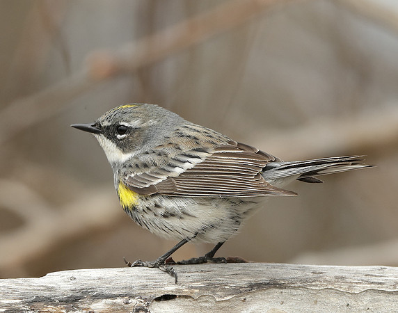 Yellow-rumped Warbler Setophaga coronata
