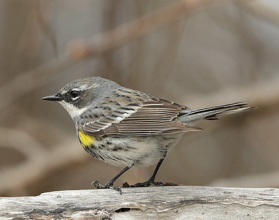 Yellow-rumped Warbler Setophaga coronata