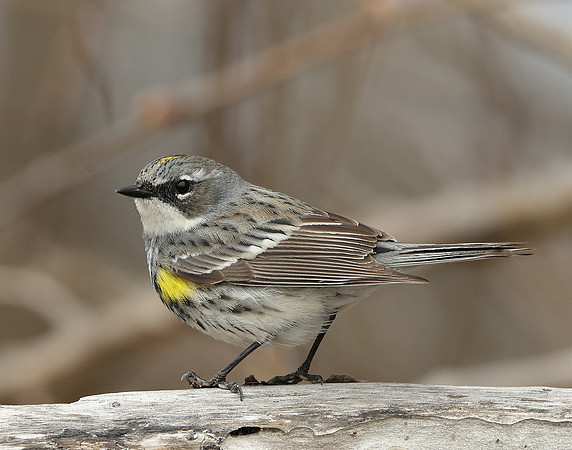 Yellow-rumped Warbler Setophaga coronata