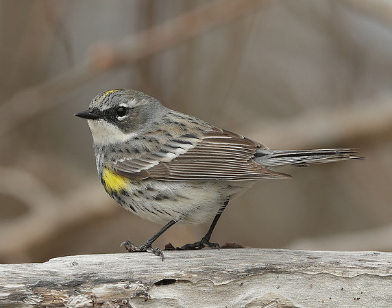 Yellow-rumped Warbler Setophaga coronata