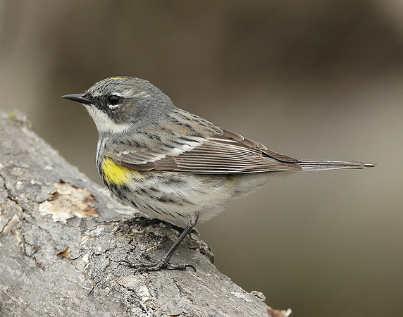 Yellow-rumped Warbler Setophaga coronata