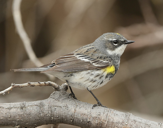 Yellow-rumped Warbler Setophaga coronata