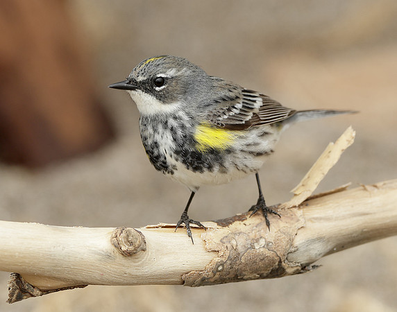 Yellow-rumped Warbler Setophaga coronata