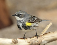 Yellow-rumped Warbler Setophaga coronata