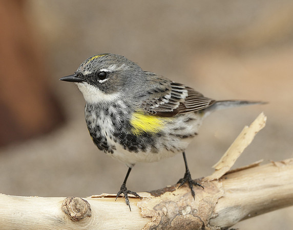 Yellow-rumped Warbler Setophaga coronata
