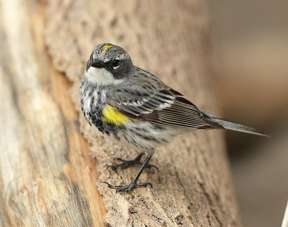 Yellow-rumped Warbler Setophaga coronata