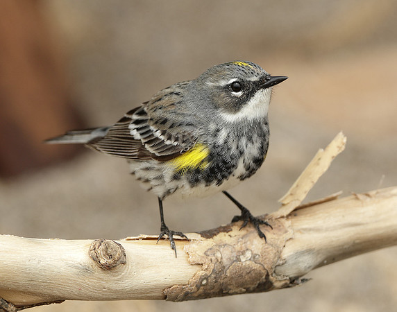 Yellow-rumped Warbler Setophaga coronata