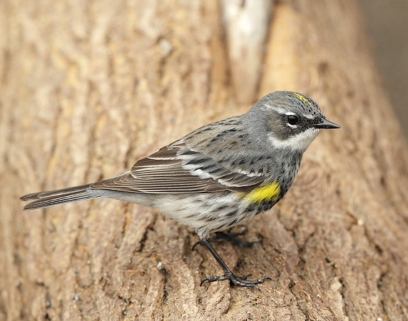 Yellow-rumped Warbler Setophaga coronata
