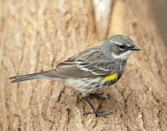 Yellow-rumped Warbler Setophaga coronata