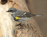 Yellow-rumped Warbler Setophaga coronata