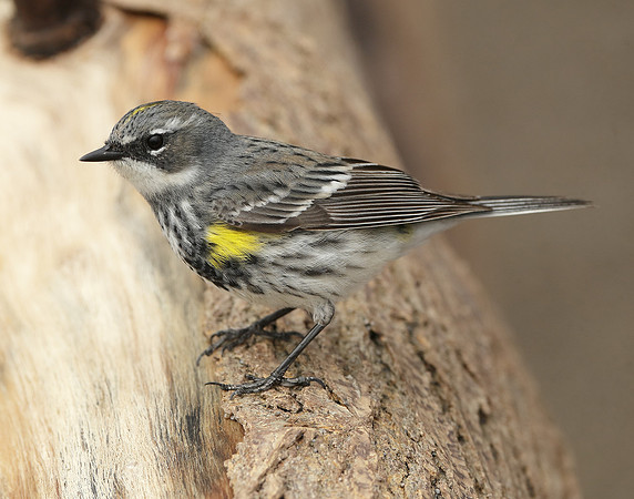 Yellow-rumped Warbler Setophaga coronata