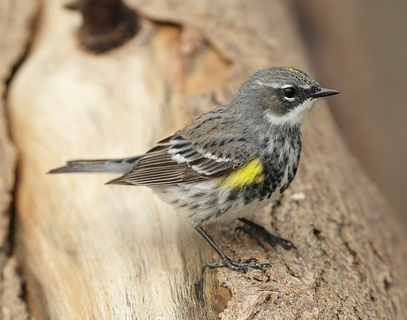 Yellow-rumped Warbler Setophaga coronata