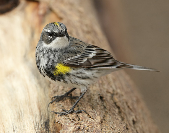 Yellow-rumped Warbler Setophaga coronata