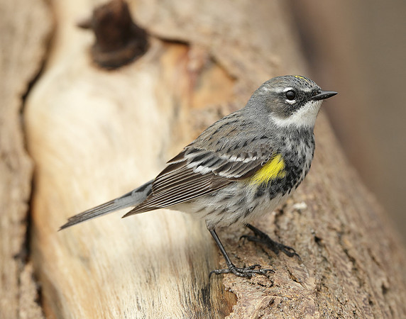 Yellow-rumped Warbler Setophaga coronata