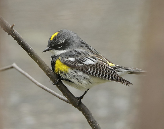 Yellow-rumped Warbler Setophaga coronata