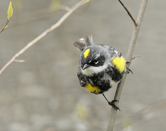 Yellow-rumped Warbler Setophaga coronata