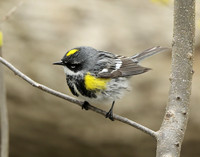 Yellow-rumped Warbler Setophaga coronata