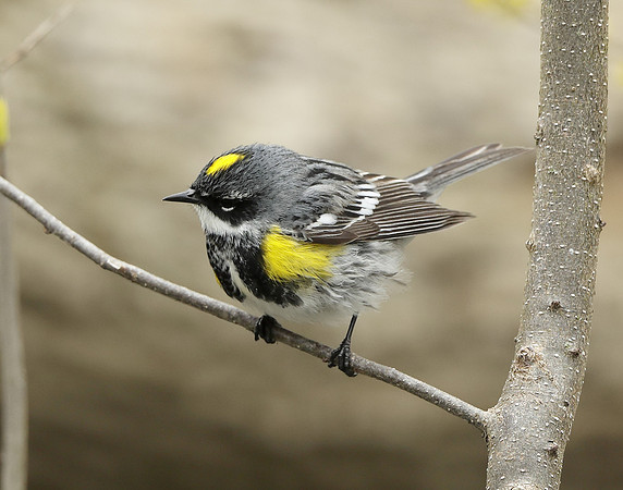 Yellow-rumped Warbler Setophaga coronata
