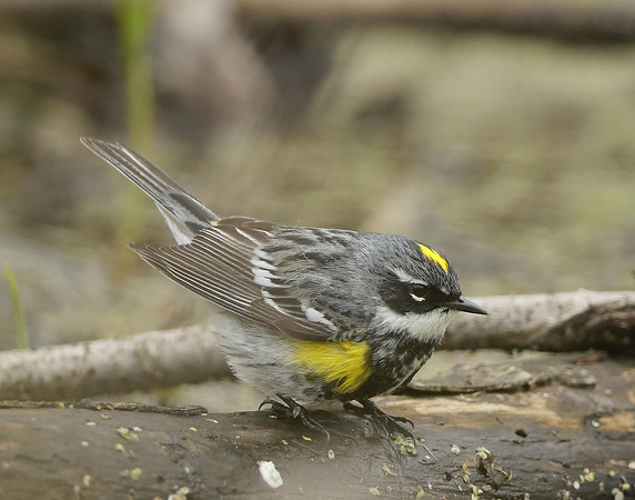 Yellow-rumped Warbler Setophaga coronata