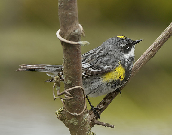 Yellow-rumped Warbler Setophaga coronata