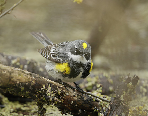 Yellow-rumped Warbler Setophaga coronata