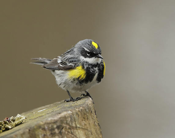 Yellow-rumped Warbler Setophaga coronata