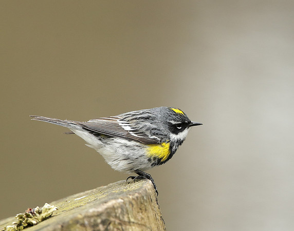 Yellow-rumped Warbler Setophaga coronata