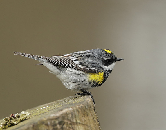 Yellow-rumped Warbler Setophaga coronata