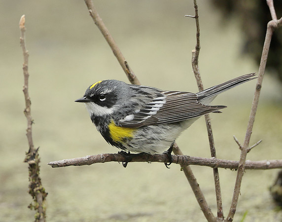 Yellow-rumped Warbler Setophaga coronata