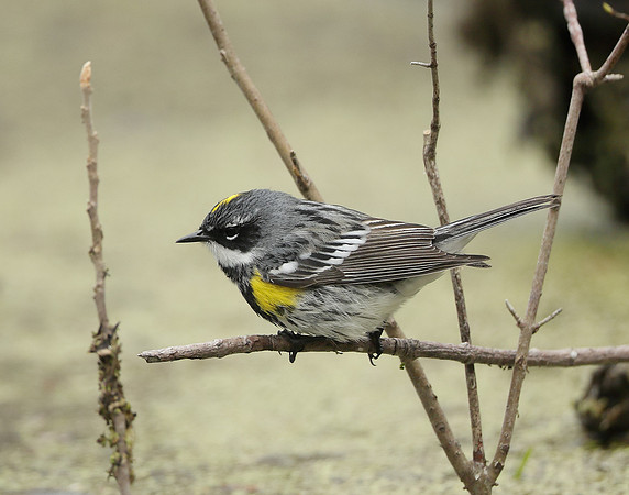 Yellow-rumped Warbler Setophaga coronata